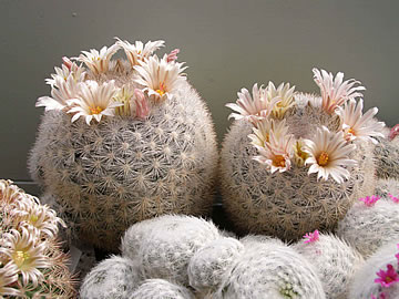 Mammillaria denudata foto JP