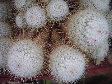 Mammillaria dixanthocentron