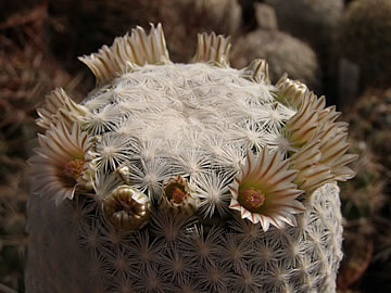 Mammillaria egregia foto JP