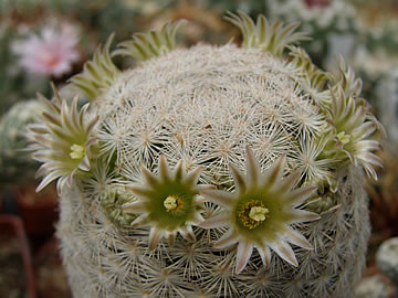 Mammillaria gasseriana foto JP