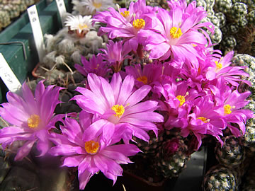 Mammillaria goldii foto JP