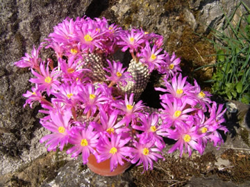 Mammillaria goldii, foto ing. Jiří Pešat