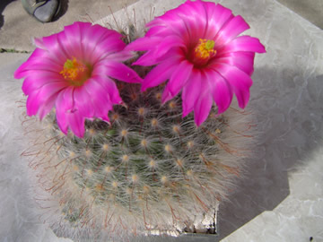 Mammillaria guelzowiana