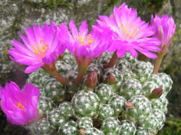 Mammillaria haudeana foto JP