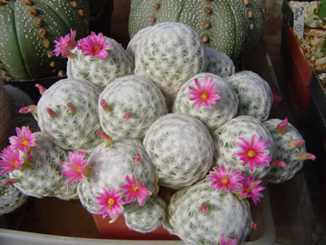 Mammillaria herrerae