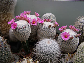 Mammillaria herrerae foto JP