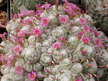 Mammillaria humboldtii Queretaro foto JP