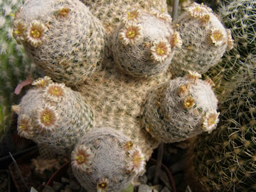 Mammillaria lasiacantha foto JP