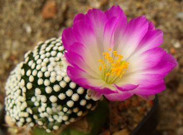 Mammillaria luethyi, foto ing Pavel Tma