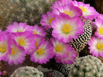 Mammillaria luethyi foto JP