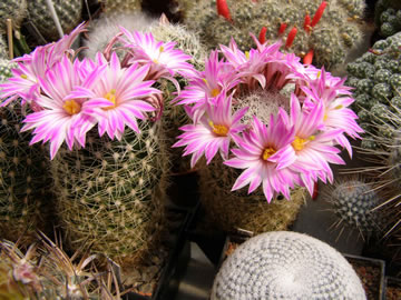 Mammillaria napina foto JP