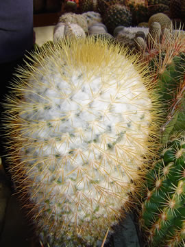 Mammillaria nivosa