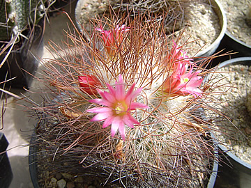 Mammillaria rekoi leptacantha