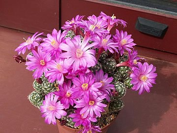 Mammillaria saboae foto ing Jaroslav Janota