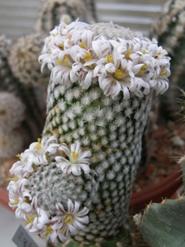 Mammillaria sanchezmejorada foto JP