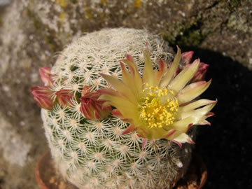 Mammillaria solisioides foto JP