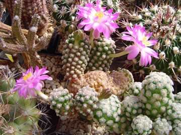 Mammillaria theresae