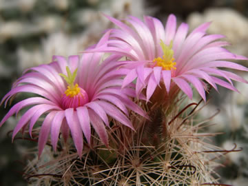 Mammillaria wrightii foto JP