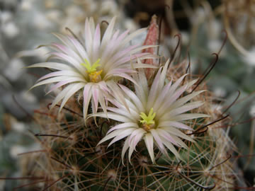 Mammillaria recoi foto JP