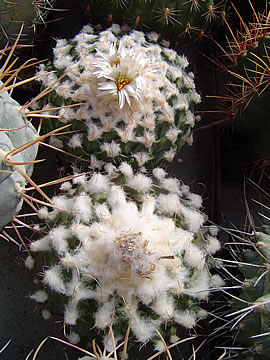 Obregonia denegrii