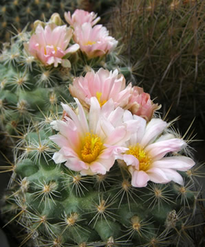 Pediocactus despainii r kv foto Ji Peat