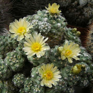 Pediocactus despainii foto Ji Peat