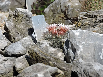 Pediocactus simpsonii na skalce foto Michal Rec