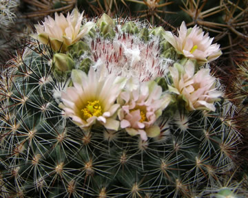 Pediocactus simpsonii foto Ji Peat