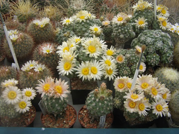 Pediocactus despainii a simpsonii, foto JP