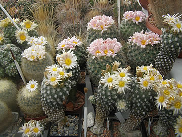 Pediocactus despainii, simpsonii a winkleri, foto JP