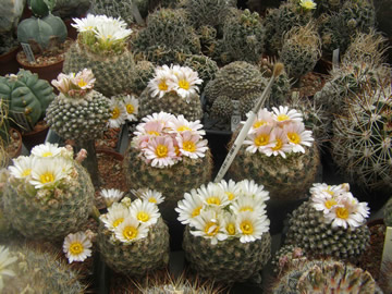 Pediocactus knowltonii, foto JP