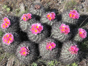 Pediocactus nigrispinus, foto Dixie Dringman