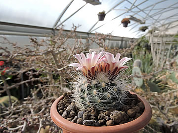 Pilocanthus (Pediocactus) paradinei sb a foto Michal Rec