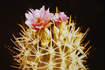 Sclerocactus gradyi SB 1011