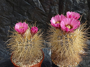 Sclerocactus polyancistrus fa albino