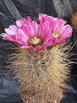 Sclerocactus polyancistrus fa albino