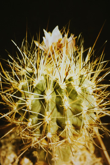 Sclerocactus spinosior