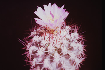 Sclerocactus wetlandicus SB 1324