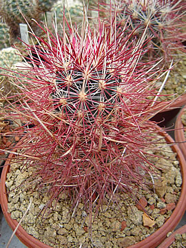 Sclerocactus polyancistrus