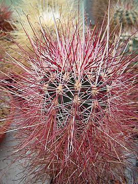 Sclerocactus polyancistrus