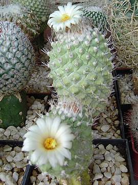 Strombocactus disciformis