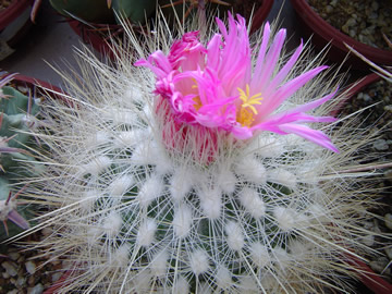 Thelocactus macdowellii