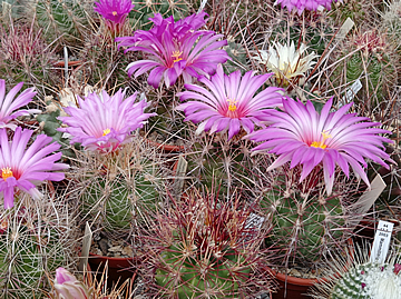 Thelocactus bicolor okruh 1