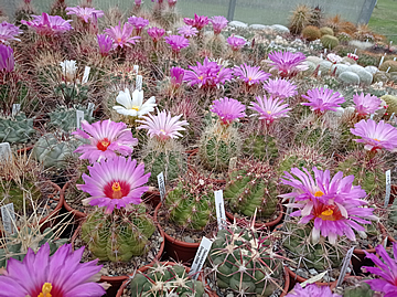 Thelocactus bicolor okruh 2