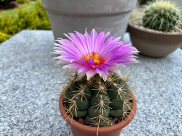 Thelocactus heterochromus