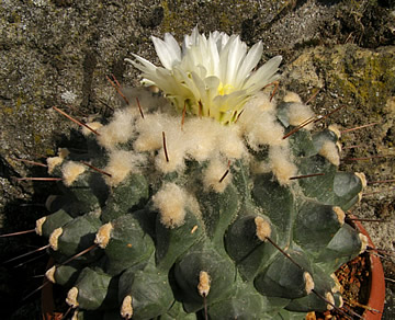 Thelocactus nidulans foto Jií Pešat