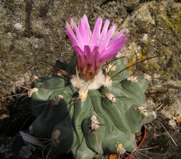 Thelocactus rinconensis v freudenbergii foto Ji Peat