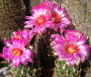 Thelocactus schwarzii foto a sb Ji Peat