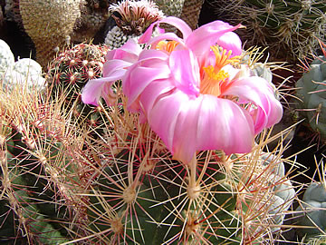 Thelocactus bicolor