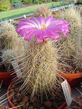 Thelocactus bicolor bolansis